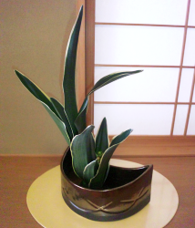 いけばな嵯峨御流 華道教室